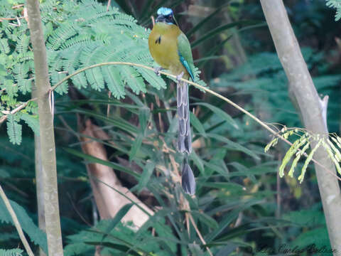 Image de Motmot houtouc