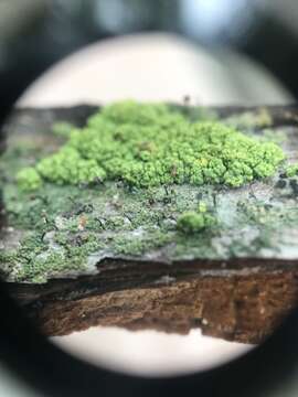 Image of needle lichen