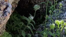 Image of Cryptantha barbigera var. barbigera