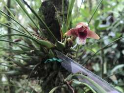 Image of Maxillaria sanguinea Rolfe