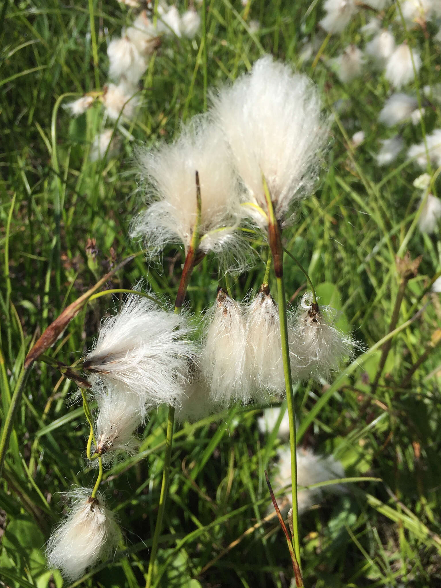 Image of tall cottongrass