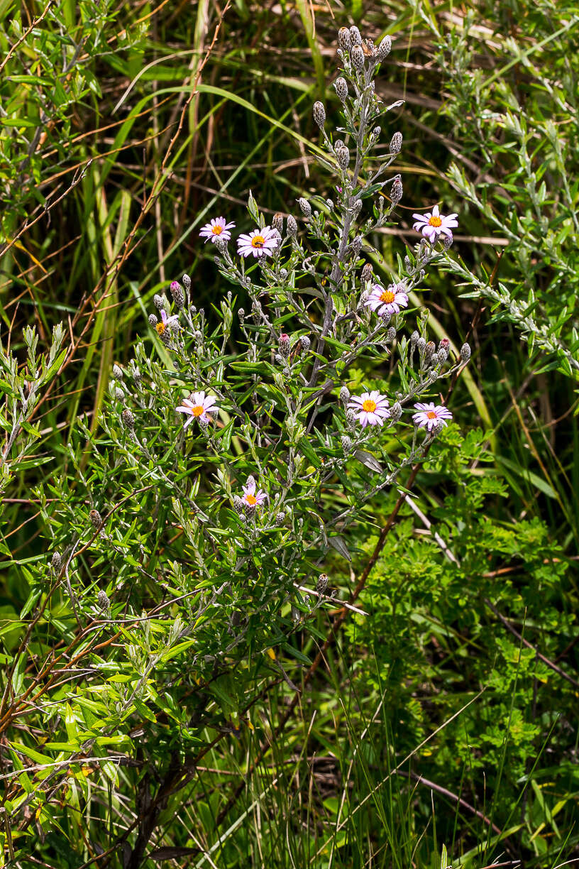 Image of Athrixia phylicoides DC.