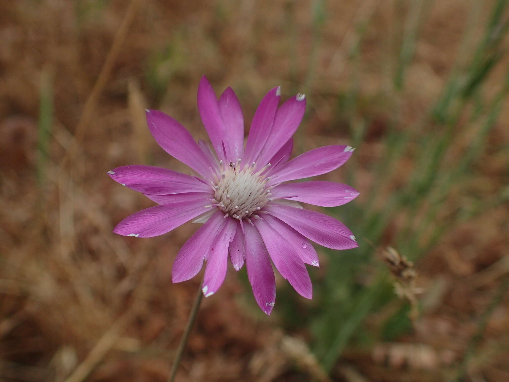 Image of Xeranthemum annuum L.