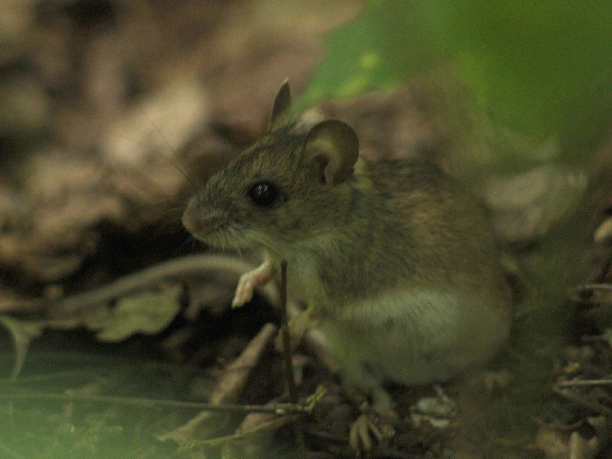 Image of Herb Field Mouse