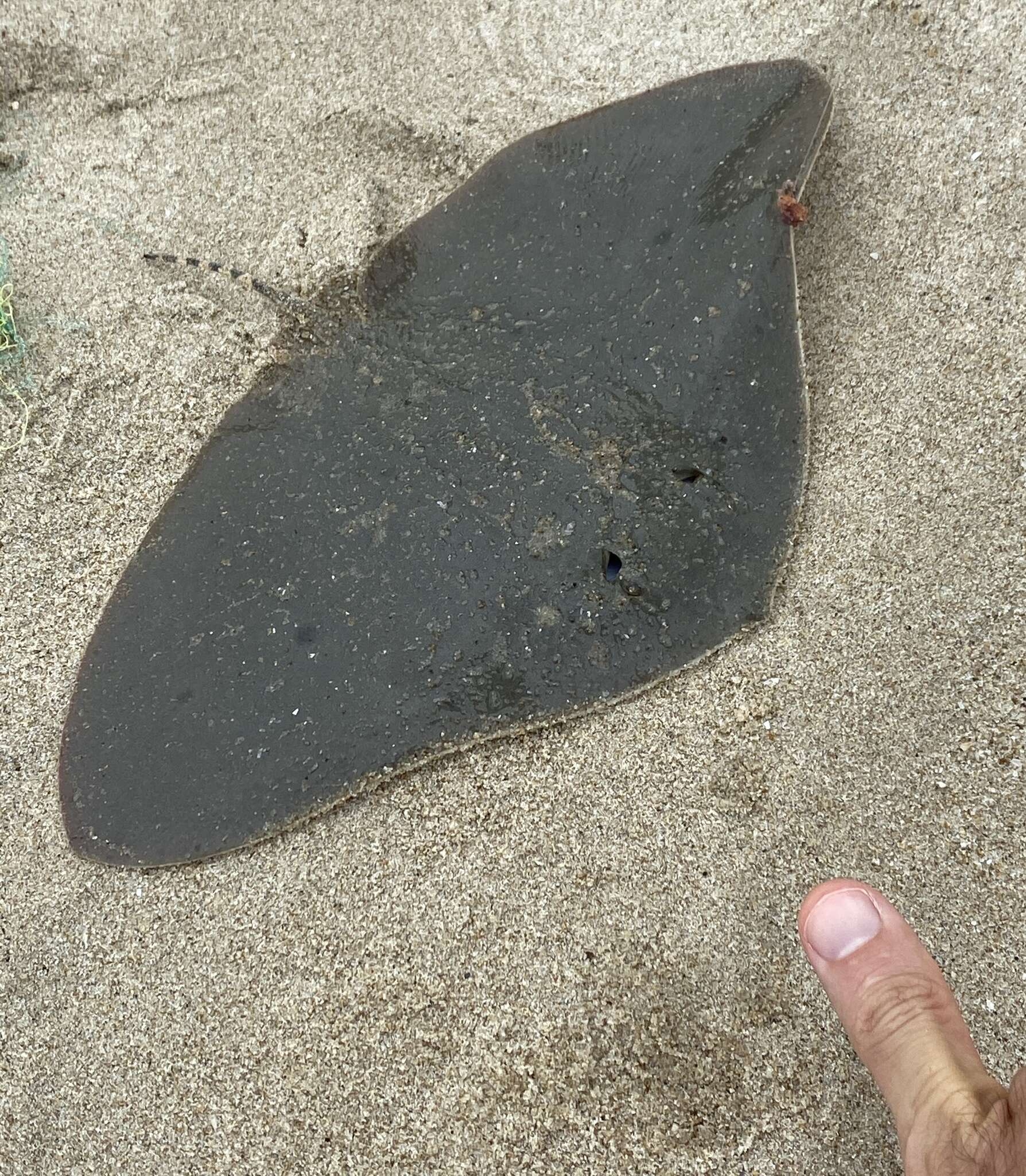 Image of Japanese Butterfly Ray