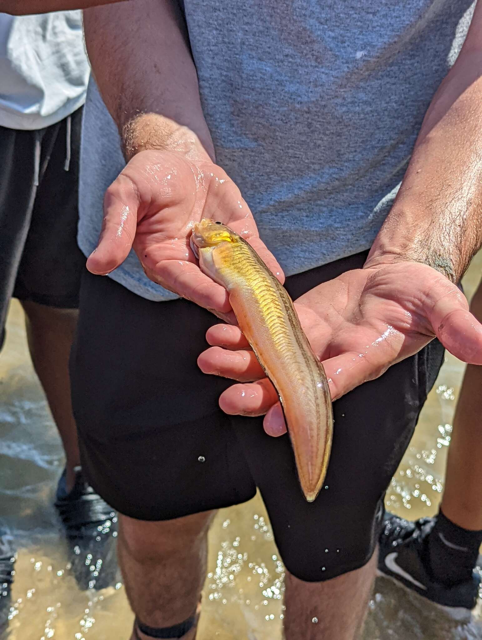 Image of Striped Cusk-eel