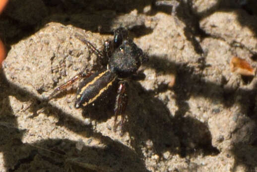 Image of Metacyrba taeniola (Hentz 1846)