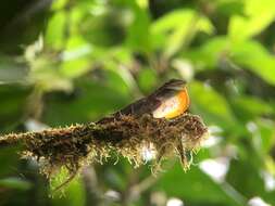 Image of Anolis kunayalae Hulebak, Poe, Ibáñez & Williams 2007