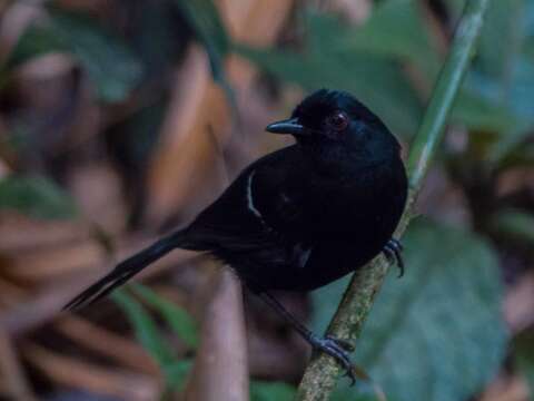 Image of White-shouldered Fire-eye