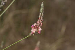 Plancia ëd Onobrychis gracilis Besser