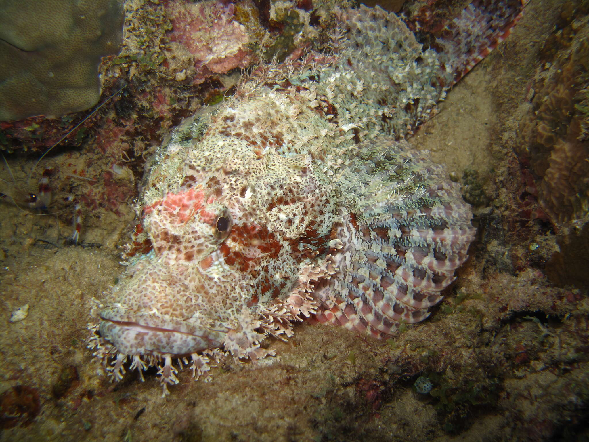 Scorpaenopsis oxycephala (Bleeker 1849) resmi