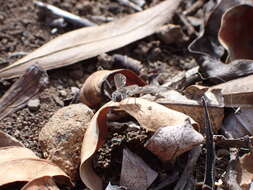 Image of Petrorossia guanchorum Francois 1970