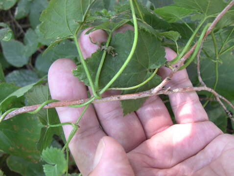 Image of Humulus lupulus var. lupulus