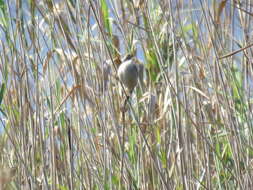 Image of Lesser Swamp Warbler