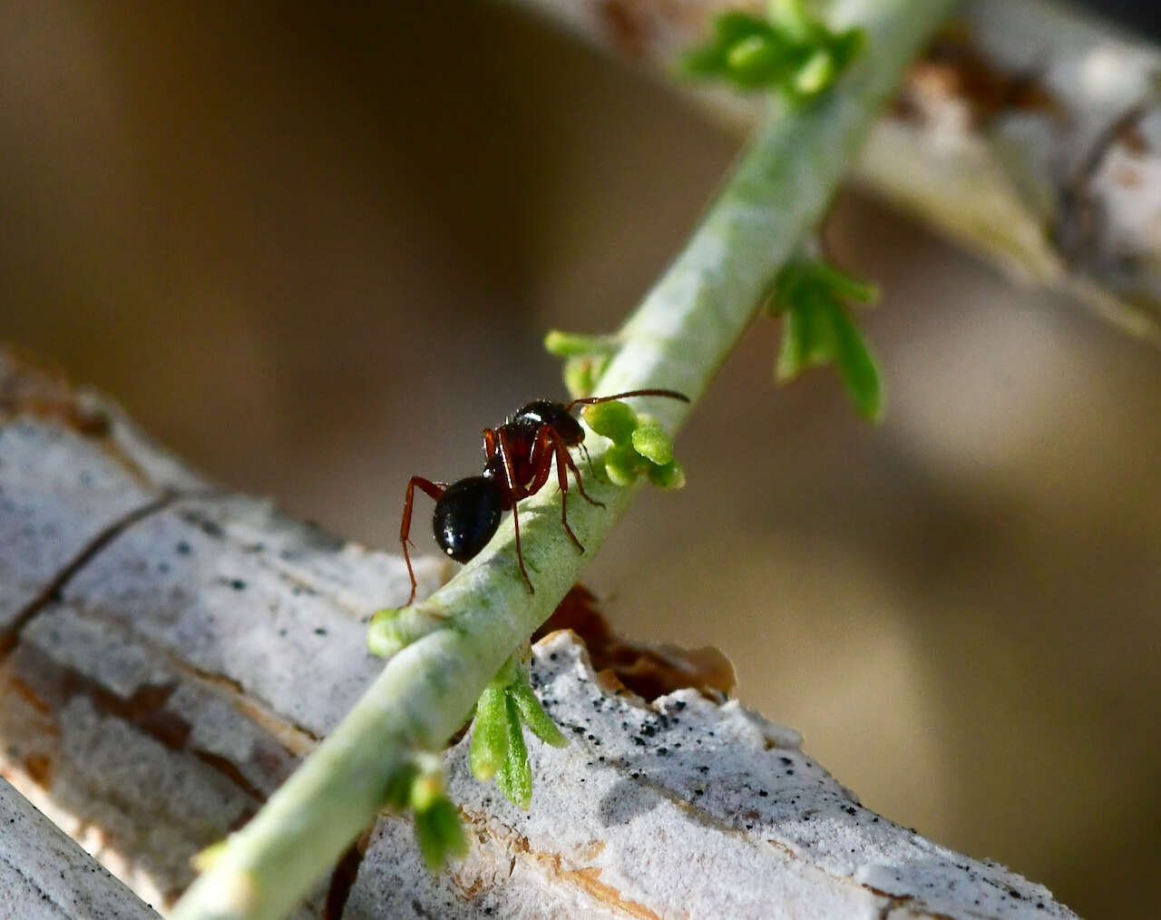 Imagem de Formica subpolita Mayr 1886