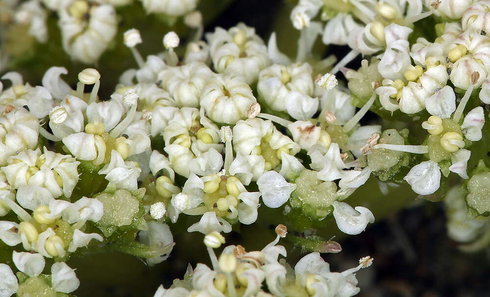 Angelica leiocarpa (Mathias) resmi