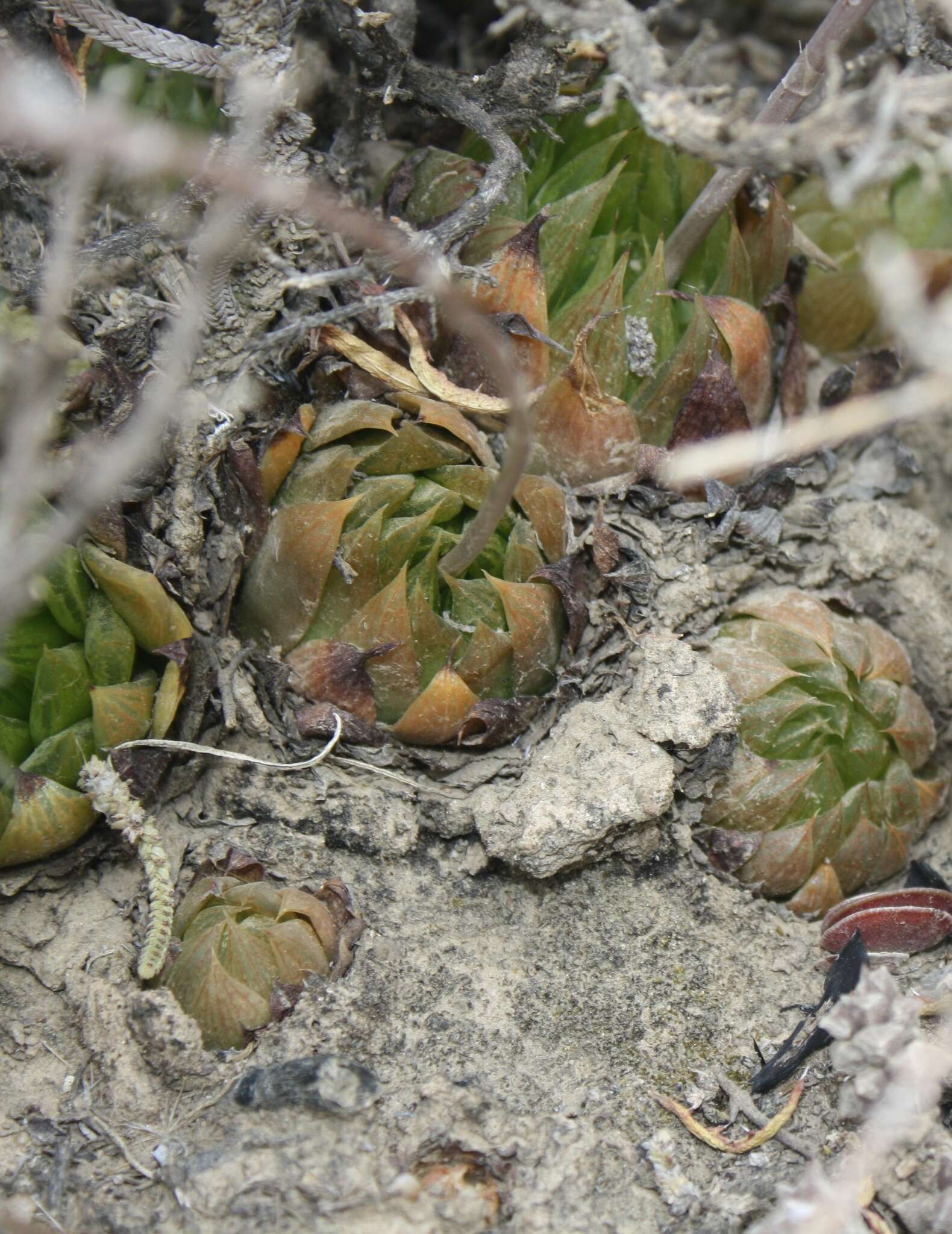 Image of Haworthia mucronata var. morrisiae (Poelln.) Poelln.