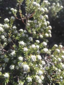 Image of Phylica rogersii Pillans