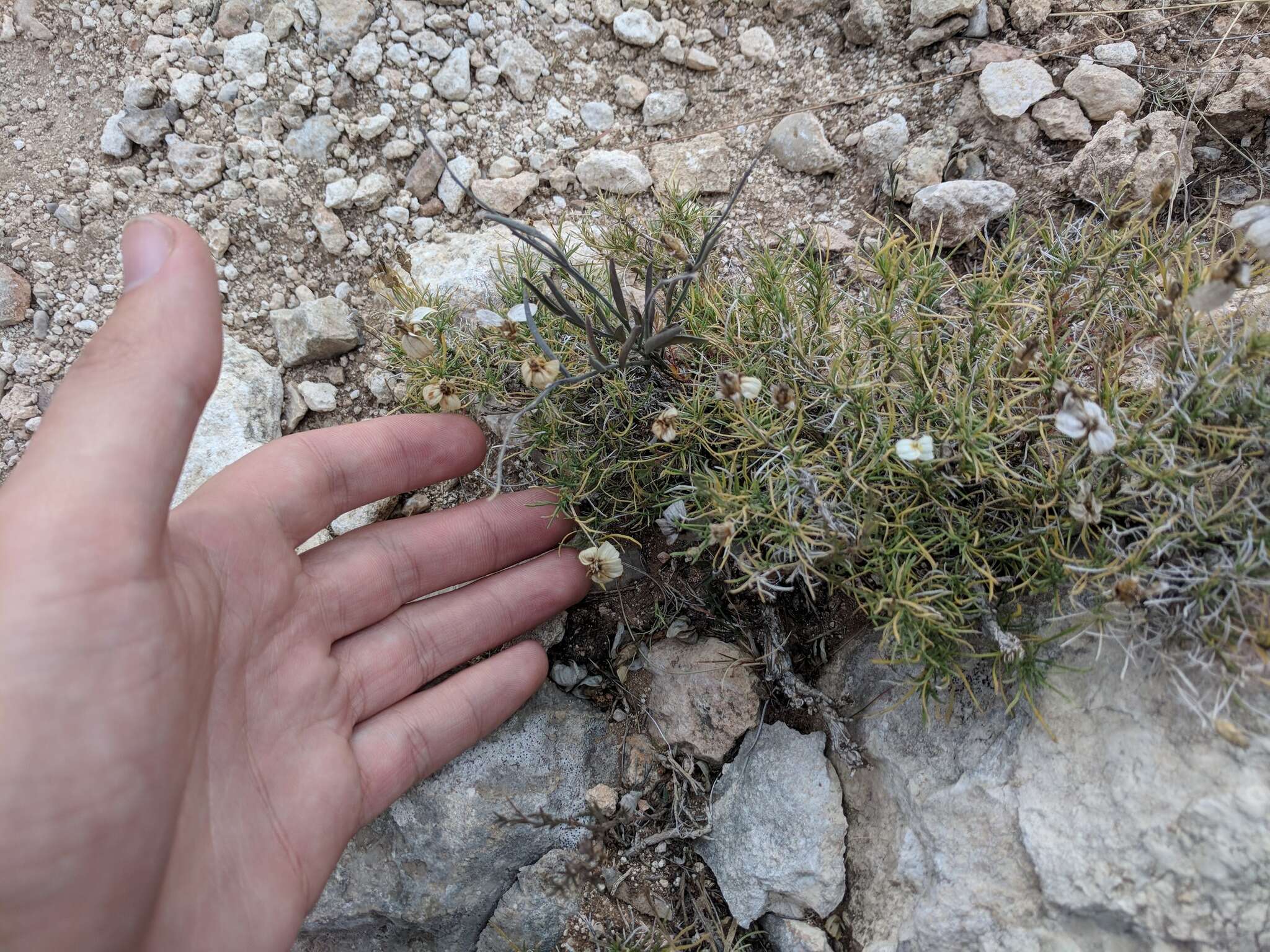 Image de Zinnia acerosa (DC.) A. Gray