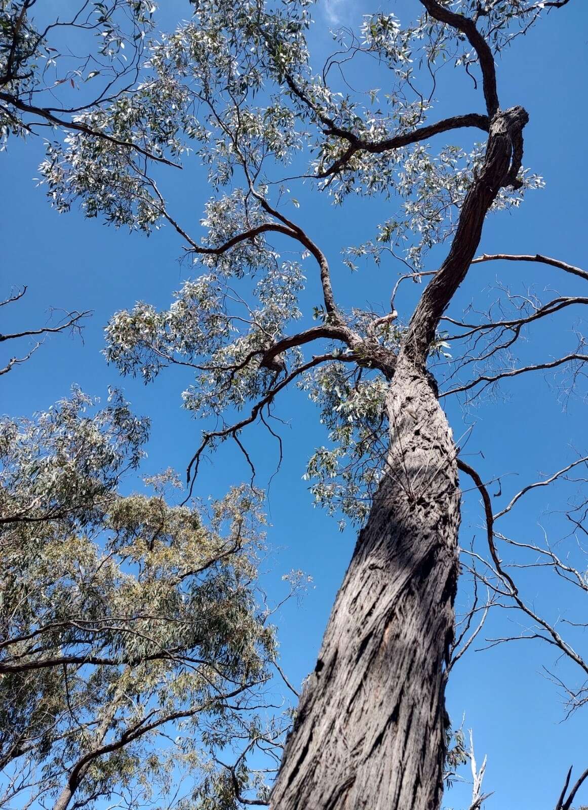 صورة Eucalyptus macrorhyncha subsp. macrorhyncha