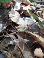 Imagem de Pentapeltis peltigera (Hook.) Bunge