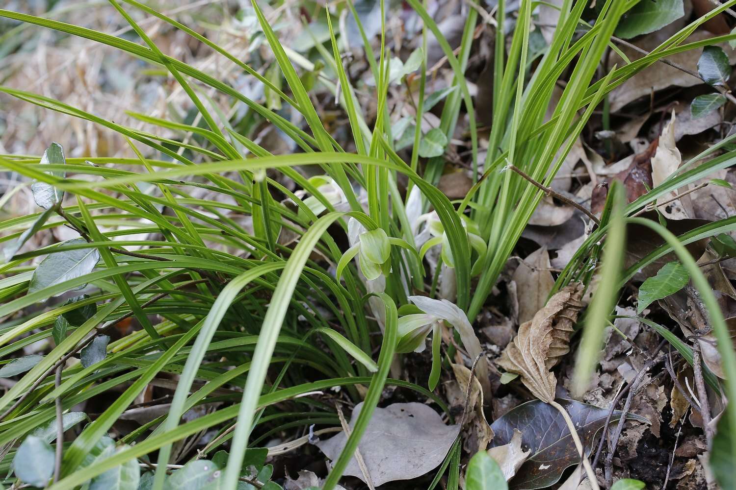 Image de Cymbidium goeringii (Rchb. fil.) Rchb. fil.