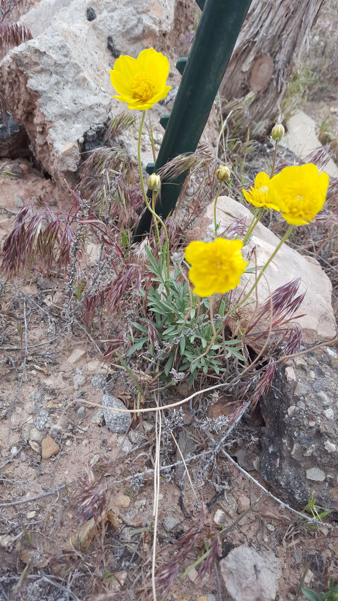 Image de Thelesperma subnudum A. Gray