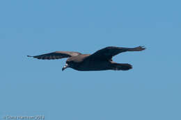 Image of Flesh-footed Shearwater