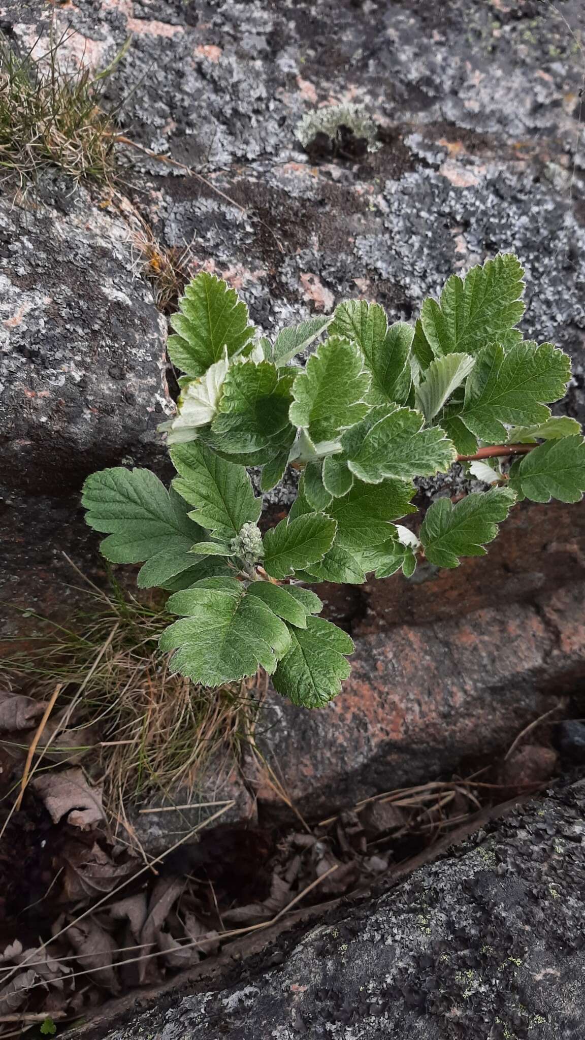 Plancia ëd Hedlundia hybrida (L.) Sennikov & Kurtto