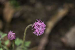 Hofmeisteria gayleana B. L. Turner的圖片