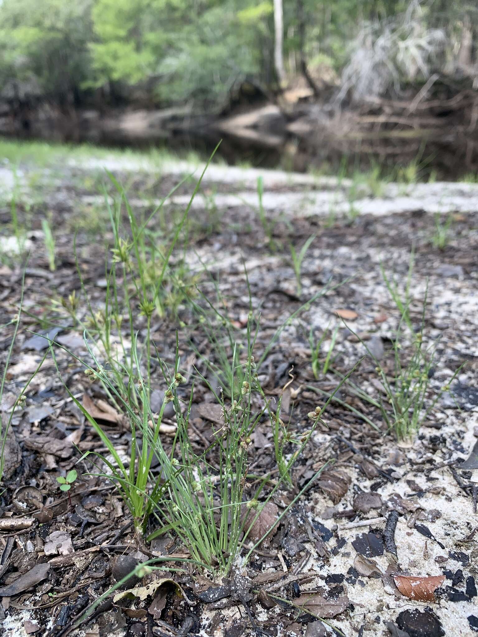 Image of Small-Flower Halfchaff Sedge