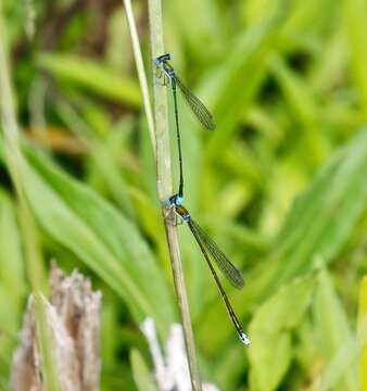 Imagem de Nehalennia gracilis Morse 1895