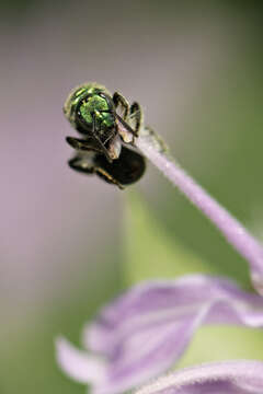 Image of Augochlorella aurata (Smith 1853)