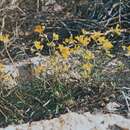 Imagem de Rhammatophyllum erysimoides (Kar. & Kir.) Al-Shehbaz & O. Appel