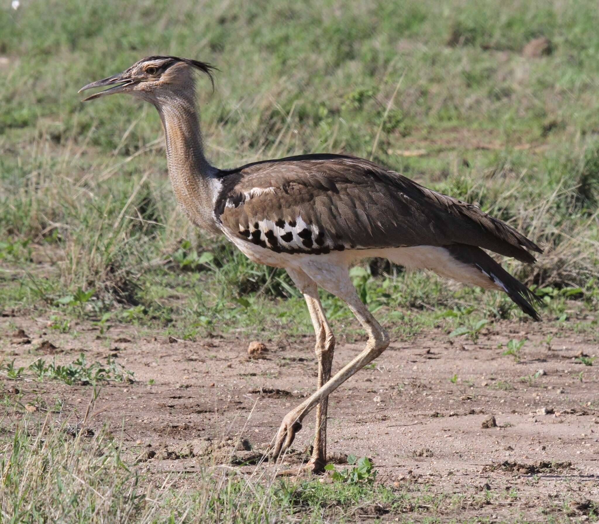 Image of Kori Bustard