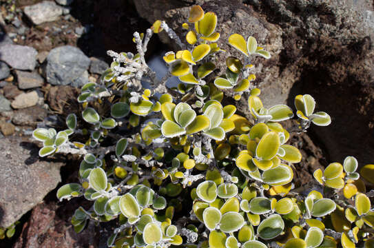 Image of Brachyglottis bidwillii (Hook. fil.) B. Nord.