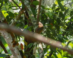 Image of Olive-winged Bulbul