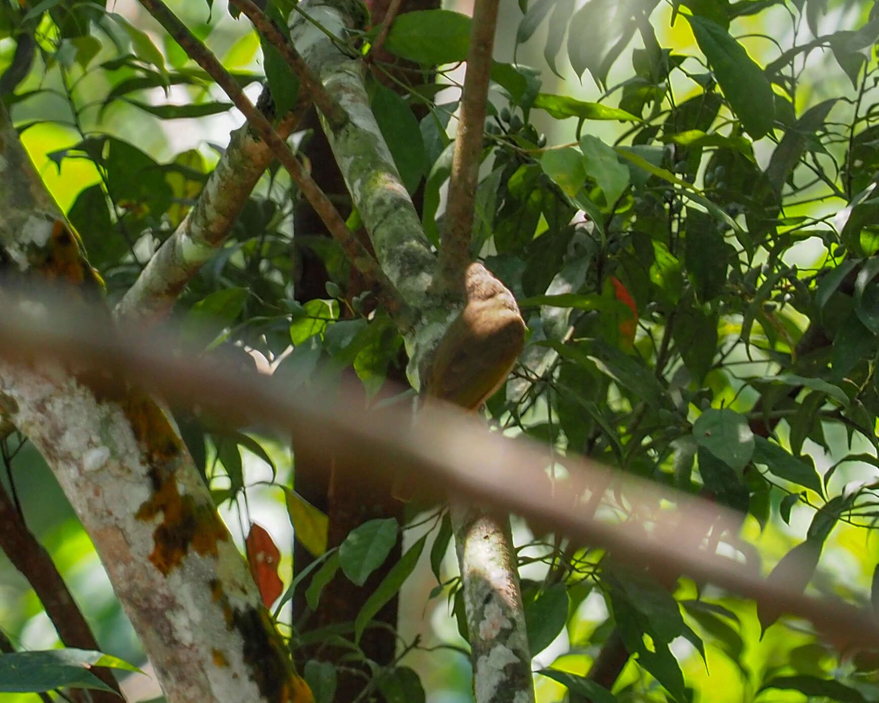 Image of Olive-winged Bulbul