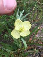 Oenothera spachiana Torr. & Gray resmi