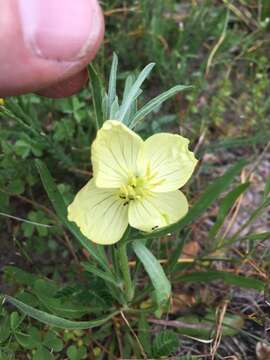 Oenothera spachiana Torr. & Gray resmi