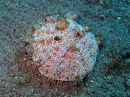 Image of Flower urchin