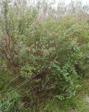 Image of Nidorella ivifolia (L.) J. C. Manning & Goldblatt