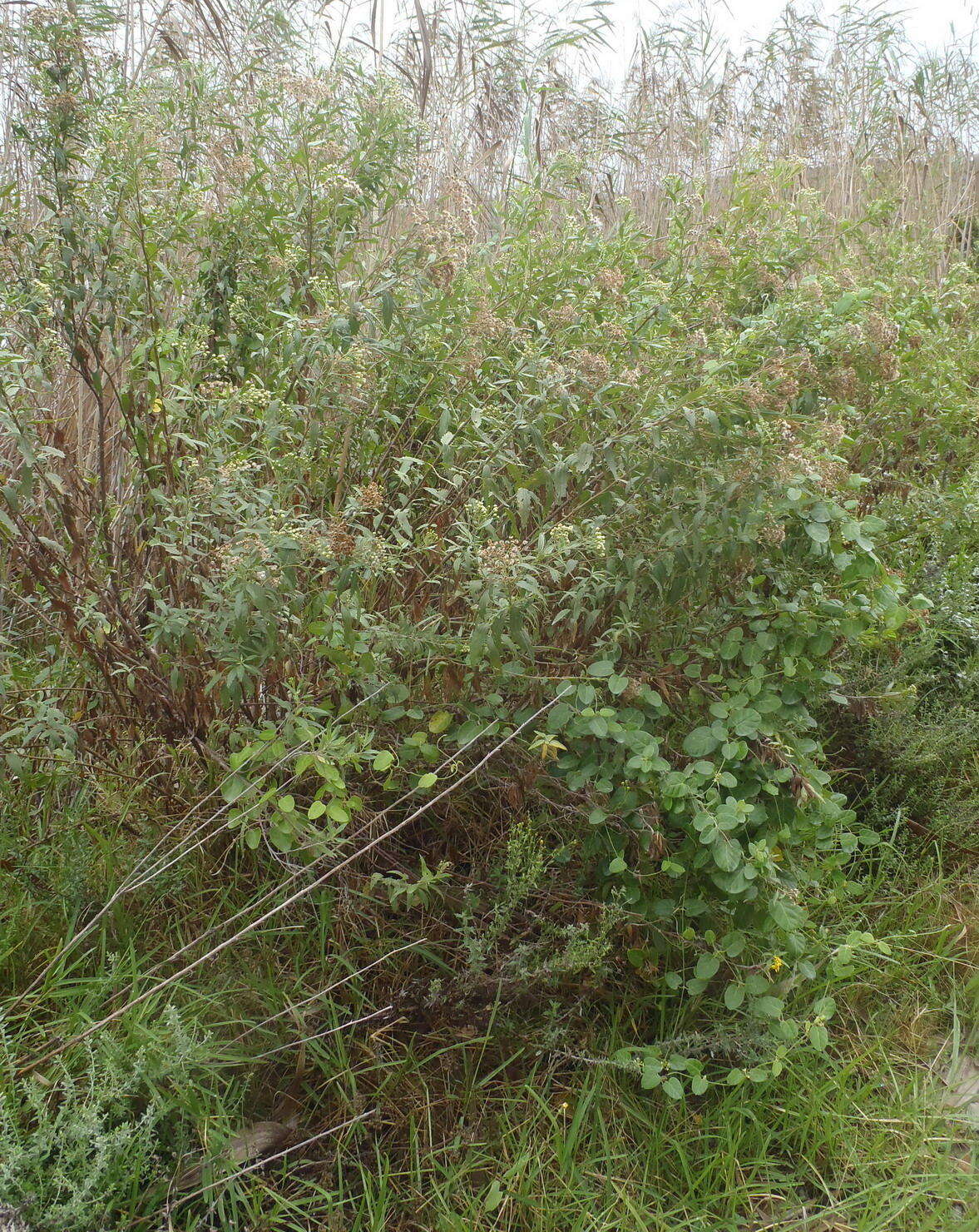 Plancia ëd Nidorella ivifolia (L.) J. C. Manning & Goldblatt