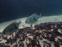 Image of Dusky sea-perch