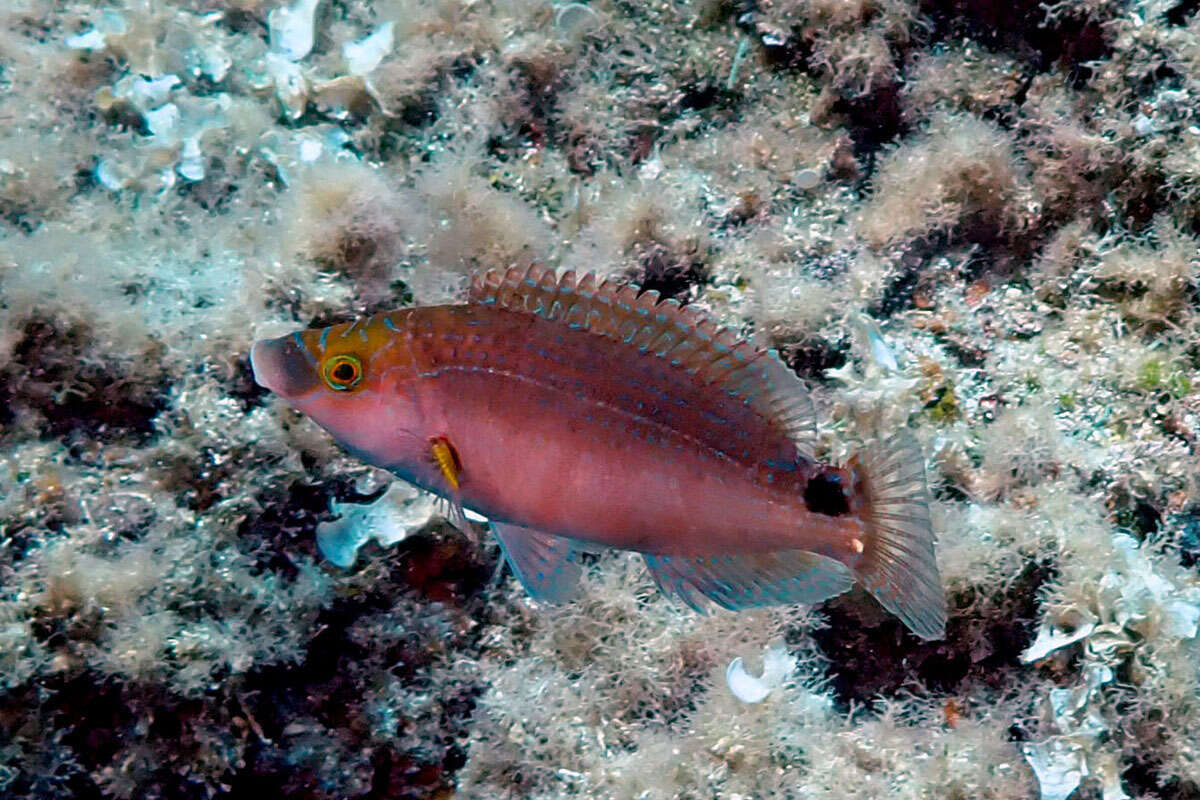 Image of Axillary Wrasse