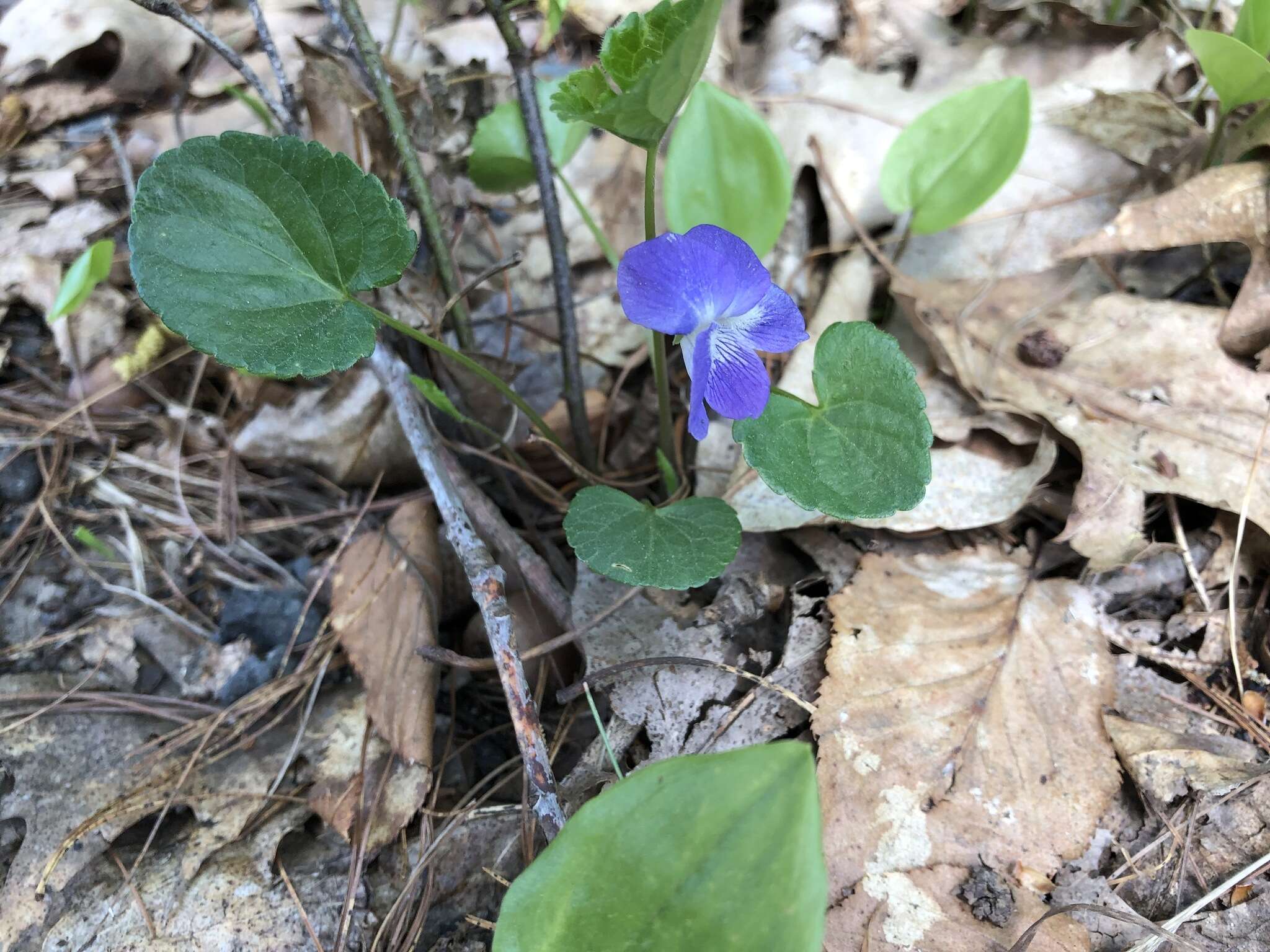 Image of common blue violet