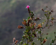 Image of Barnadesia arborea Kunth