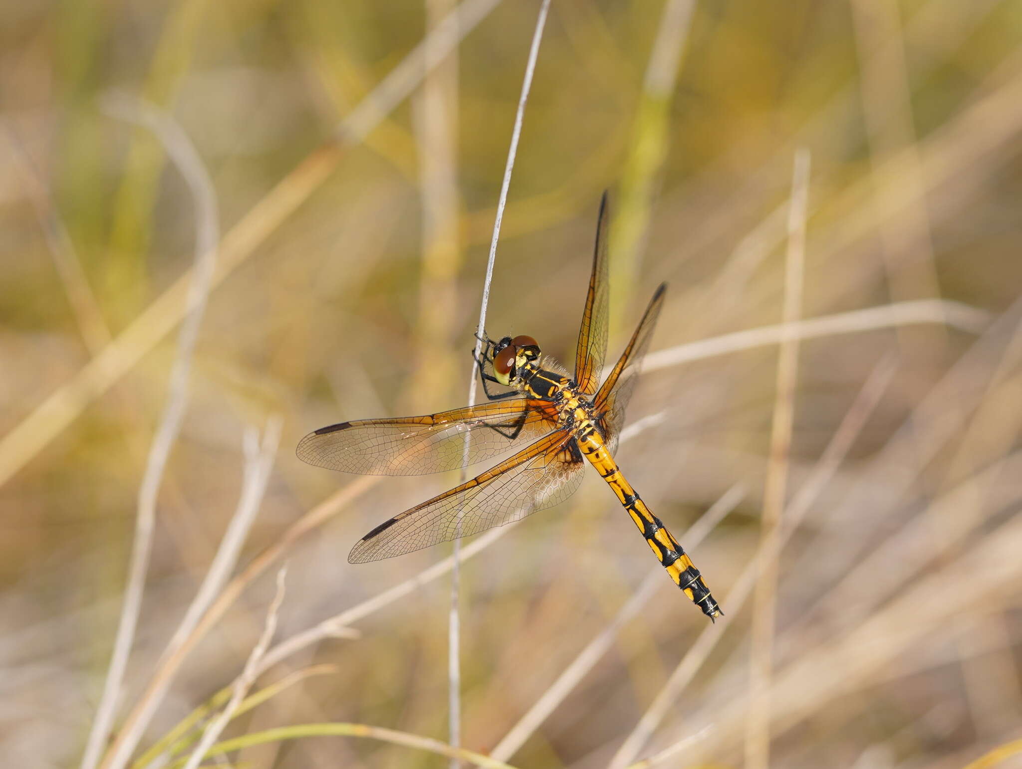 Austrothemis Ris 1909 resmi