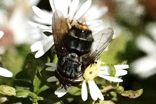 Sivun Belvosia unifasciata (Robineau-Desvoidy 1830) kuva