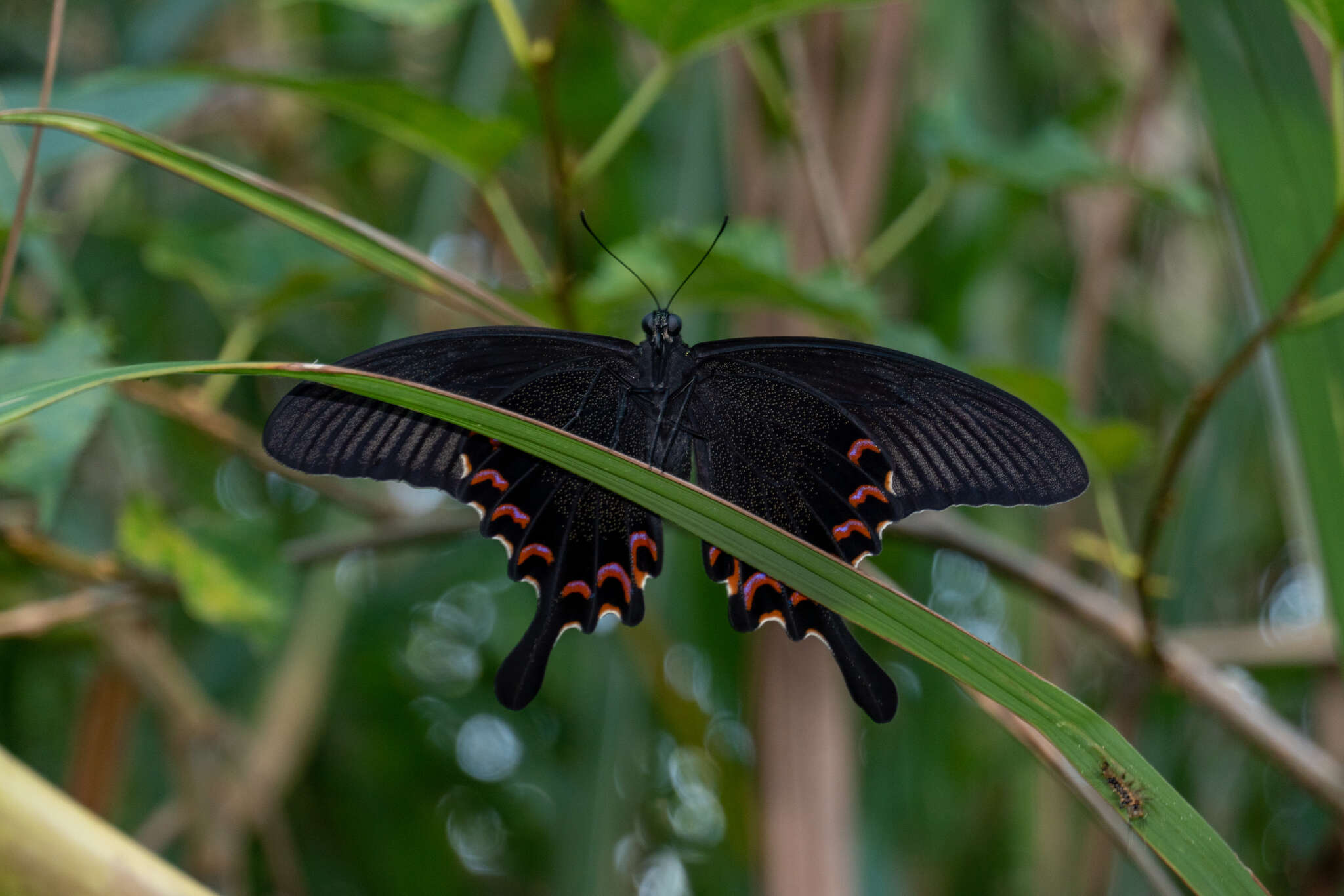 Image of <i>Papilio bianor thrasymedes</i>